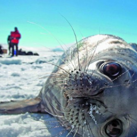 Antarctica explorers